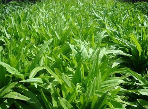 蔬菜品種:油麥菜