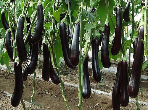 蔬菜品種：茄子